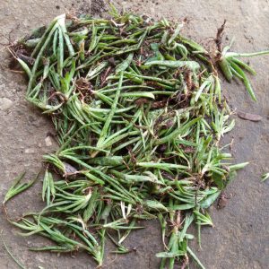 Aloe Vera Seedlings