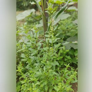 Basil Seedling